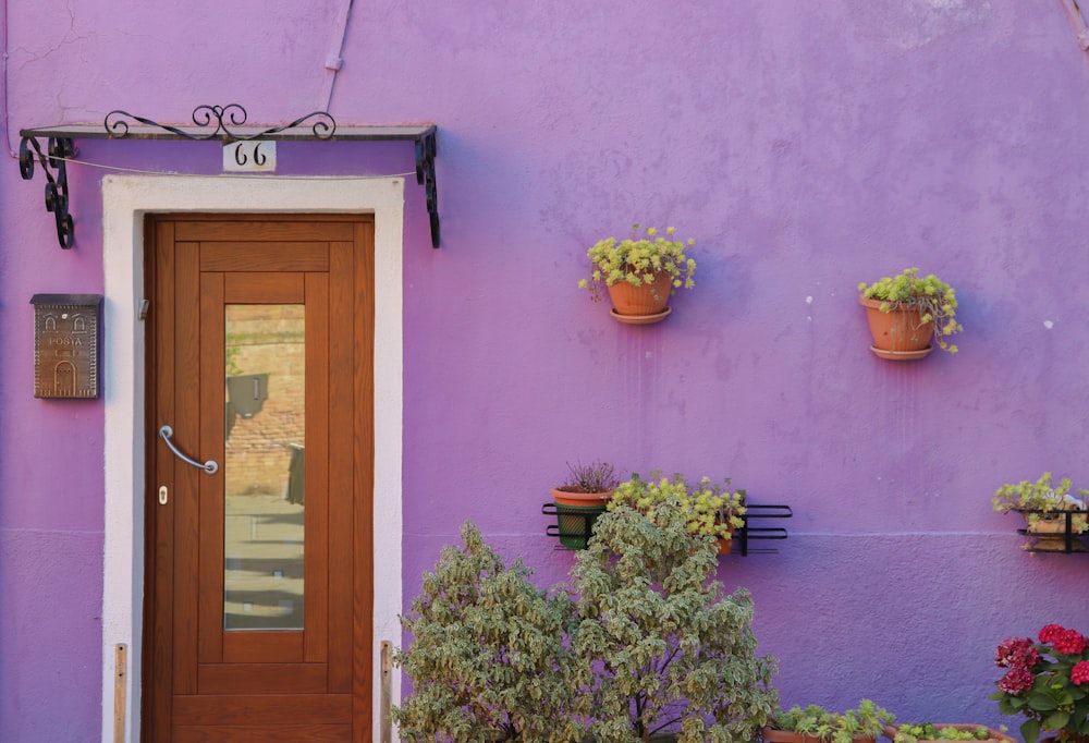 a purple wall with potted plants