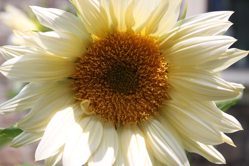 a close up of a flower