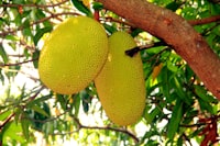 Jackfruit