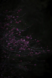 a close up of some flowers