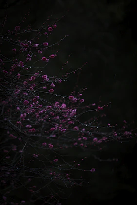 a close up of some flowers