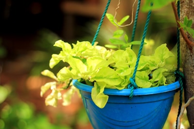 Close-up of a vibrant green kokedama hanging by a rustic twine.
