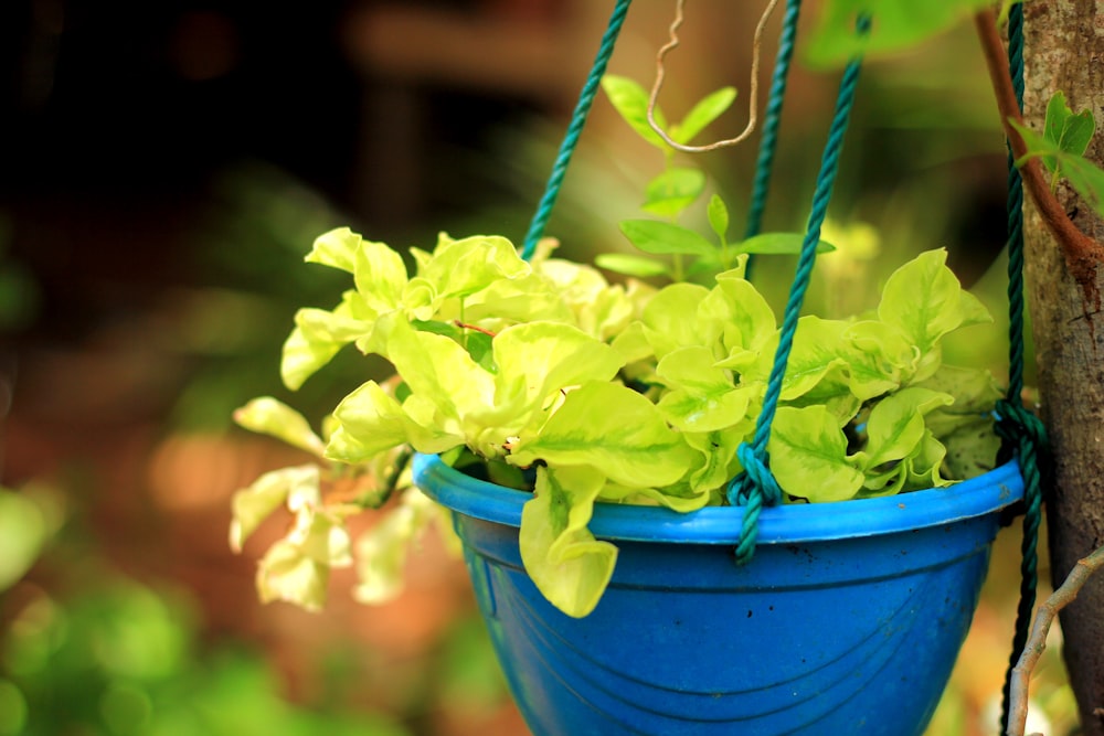 a blue pot with yellow flowers