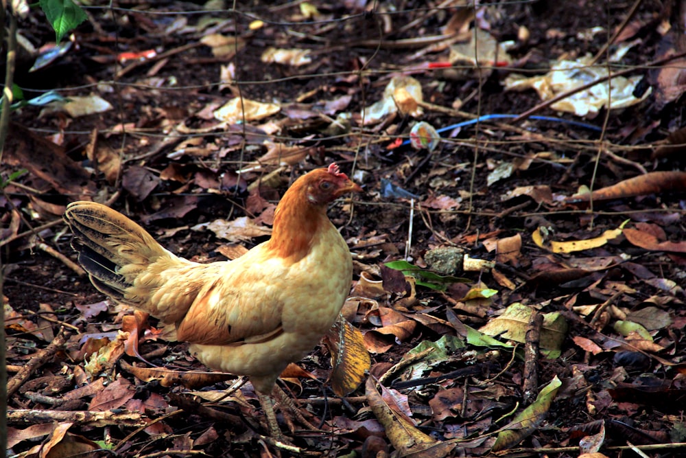 a bird standing on the ground