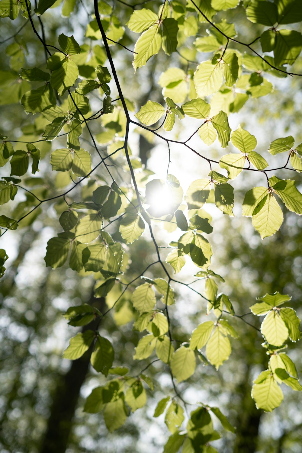 a tree with leaves