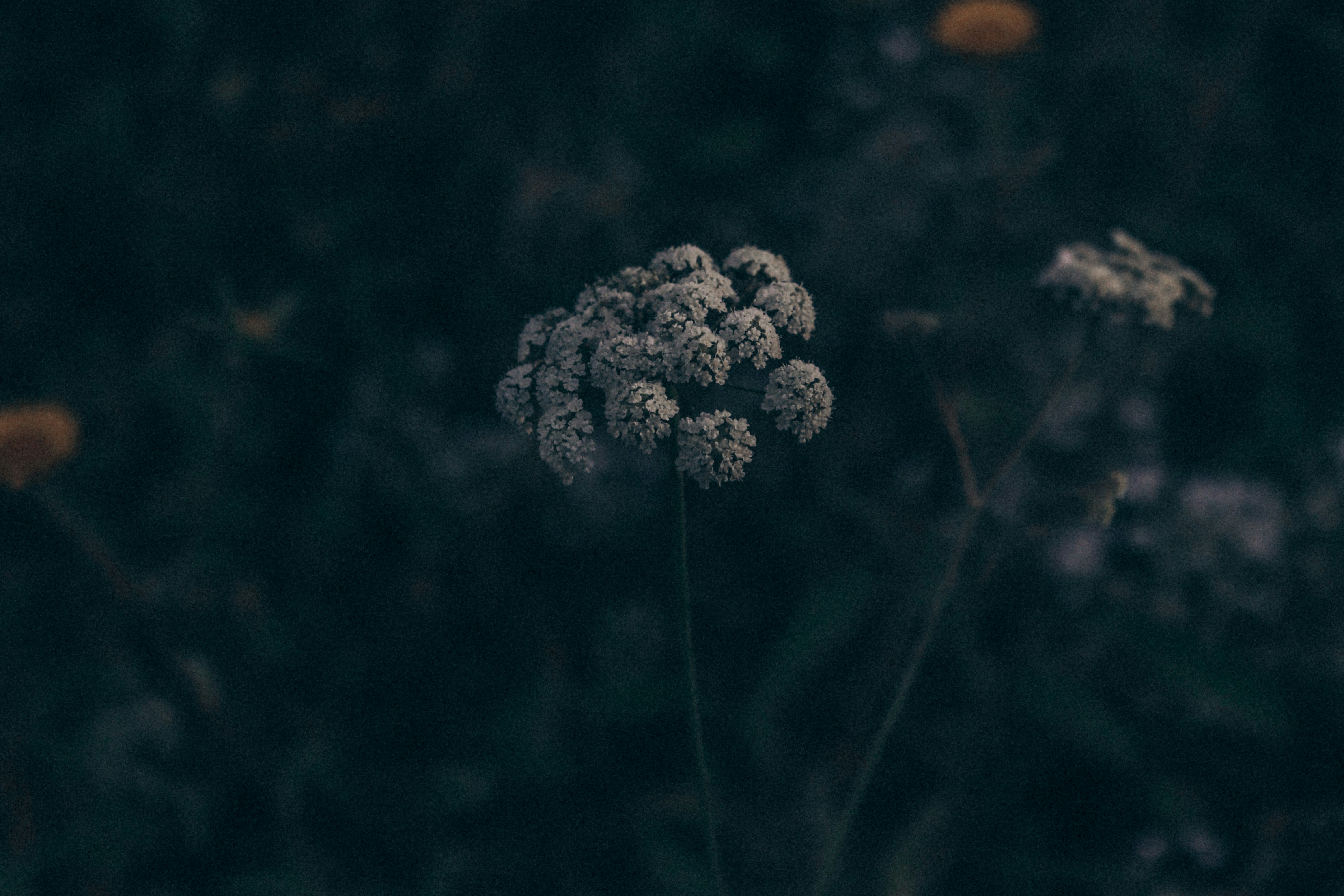 Photo by dyrophotography