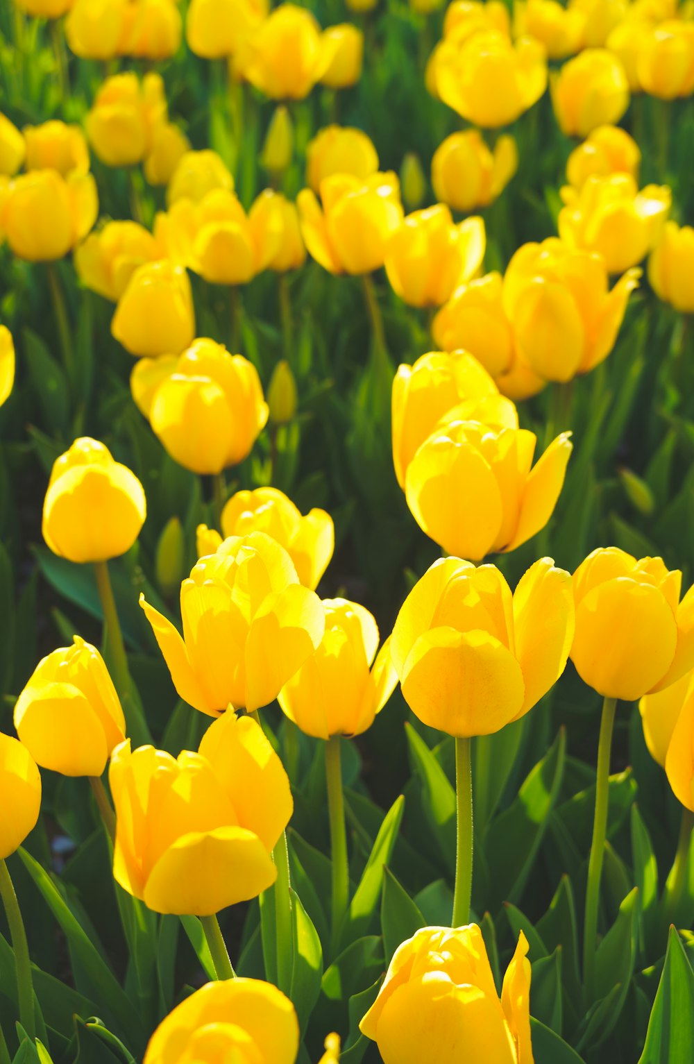 a field of yellow flowers