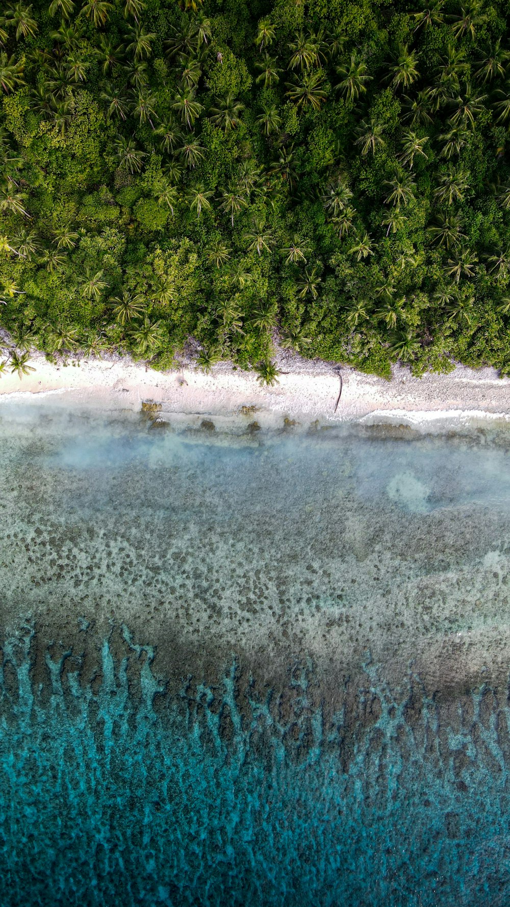 a body of water with trees around it