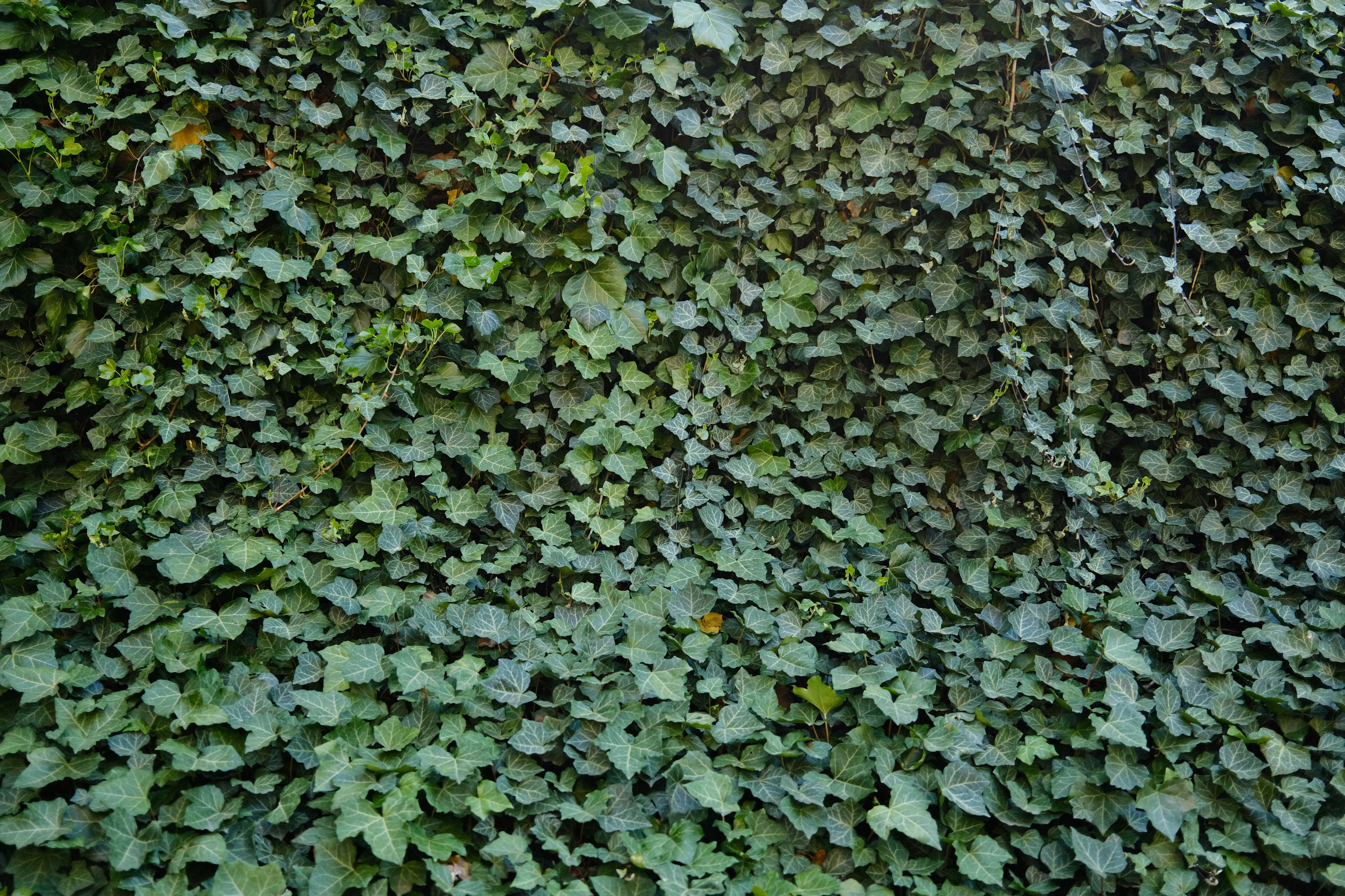 Photo by egorkomarov