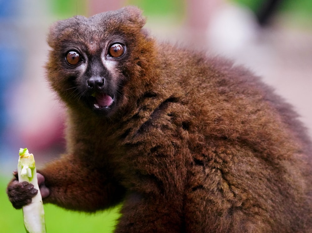 a monkey holding a flower