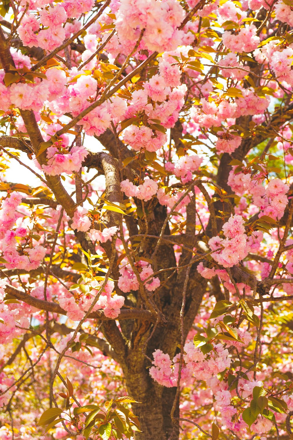 pink flowers on a tree