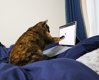 a cat sitting on a bed with a laptop