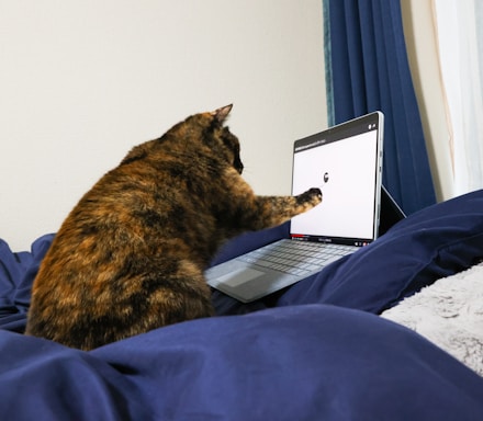 a cat sitting on a bed with a laptop
