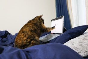 a cat sitting on a bed with a laptop