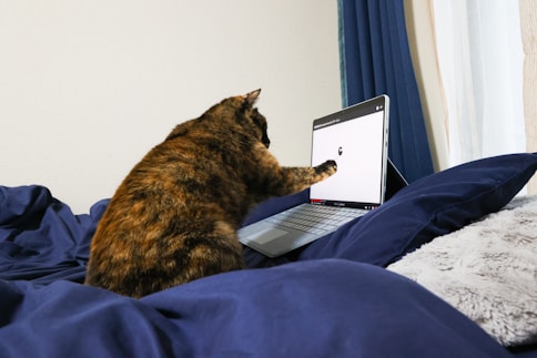 a cat sitting on a bed with a laptop