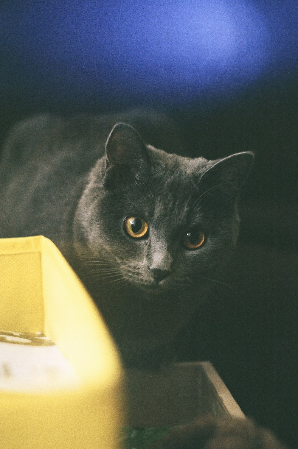 a black cat lying down