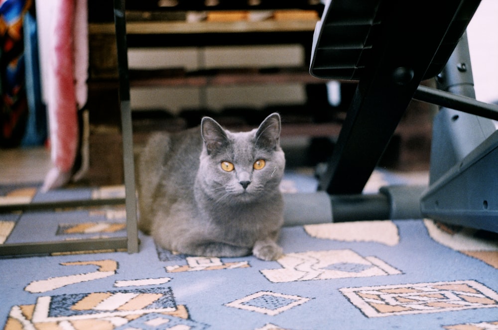 a cat sitting on a mat