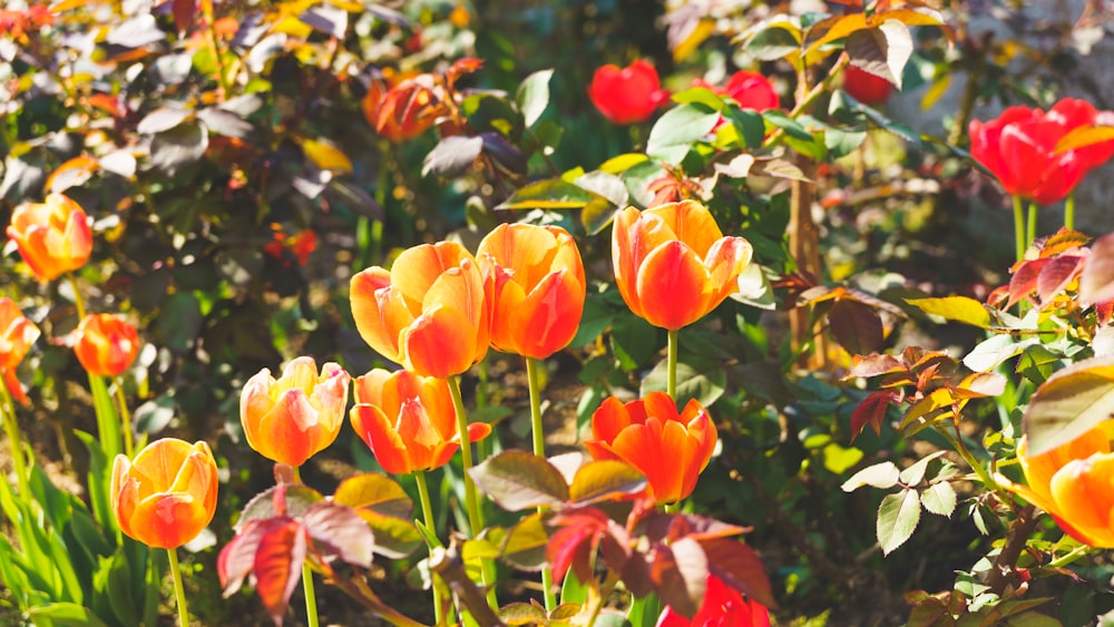 a group of flowers