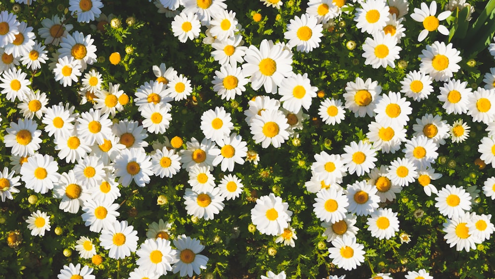 Ein Feld mit weißen Blumen