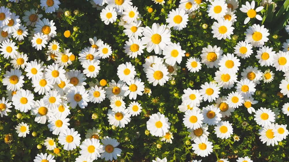 a field of white flowers