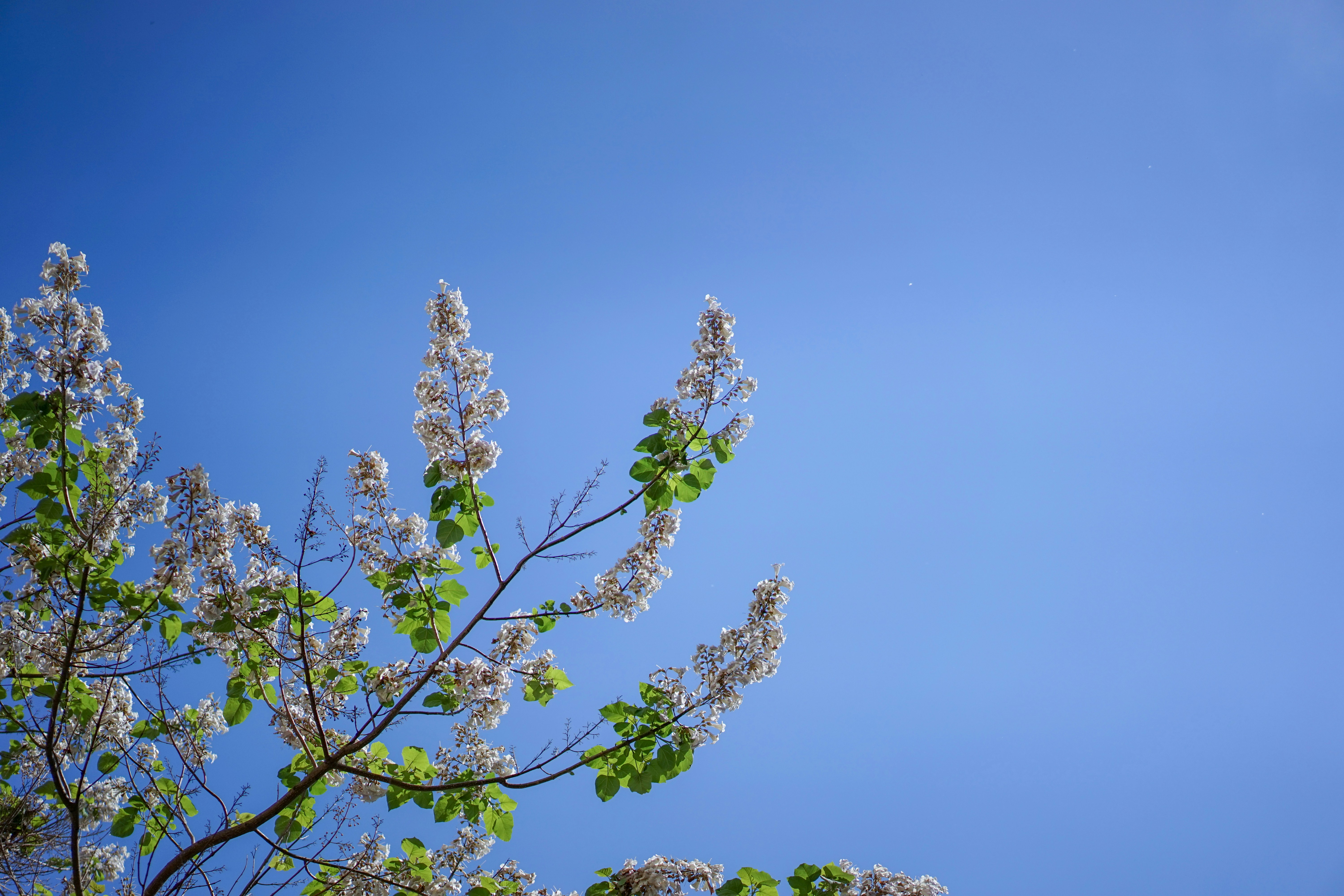 a tree with white flowers