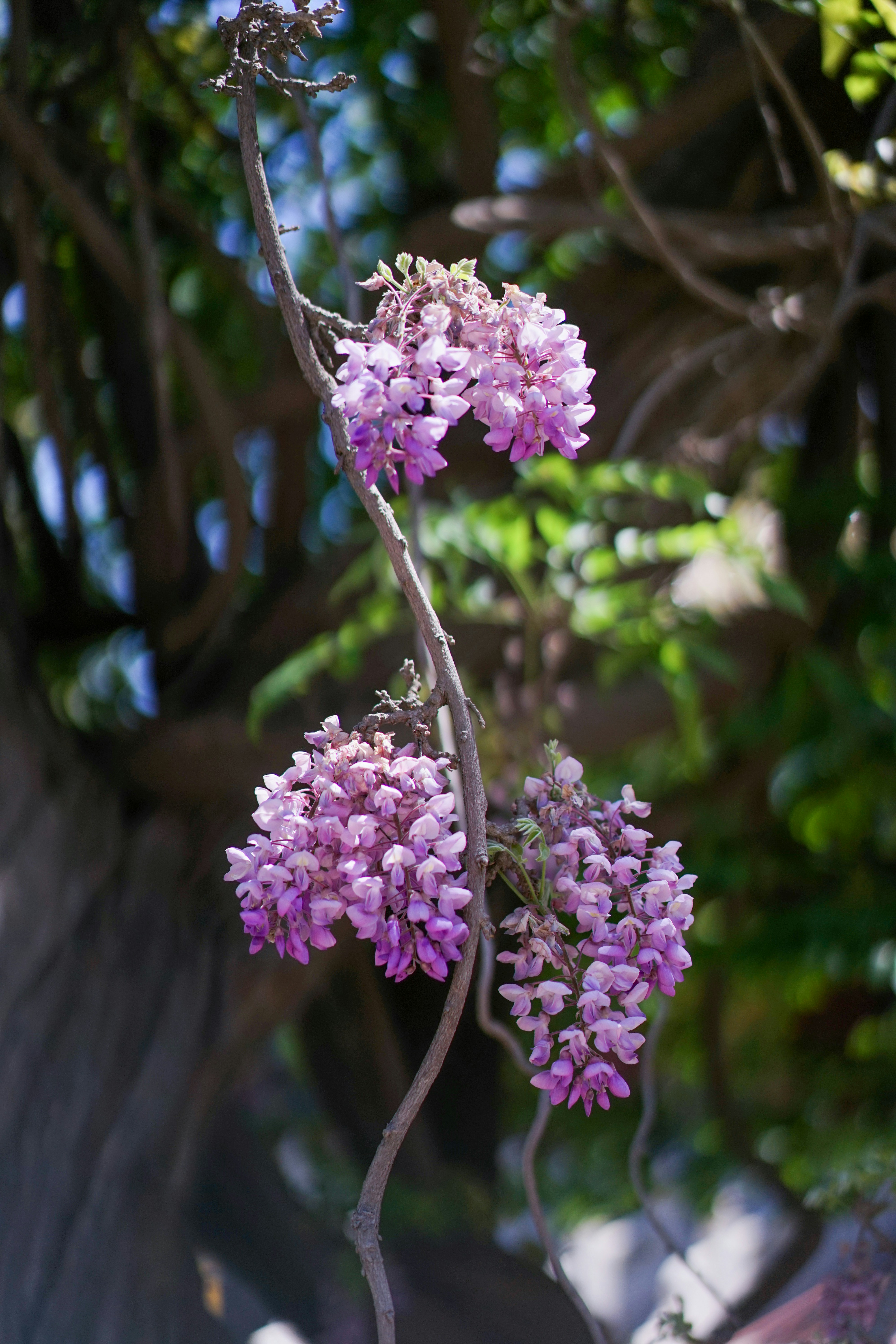a close up of a purple flower
