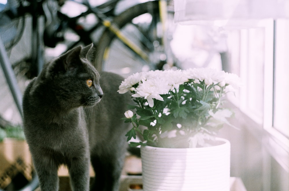 a cat standing next to a flower pot