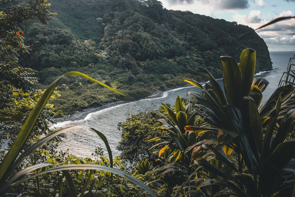 a beach with plants and trees