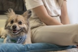 A small, fluffy dog with perked ears and a happy expression lies on a blue cushion. Next to the dog, a person dressed in light-colored clothing is seated, although only their legs and part of their torso are visible.