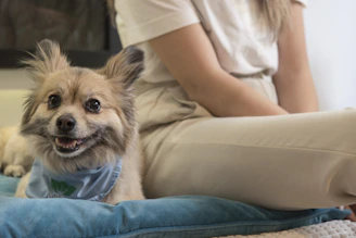 a dog sitting on a couch