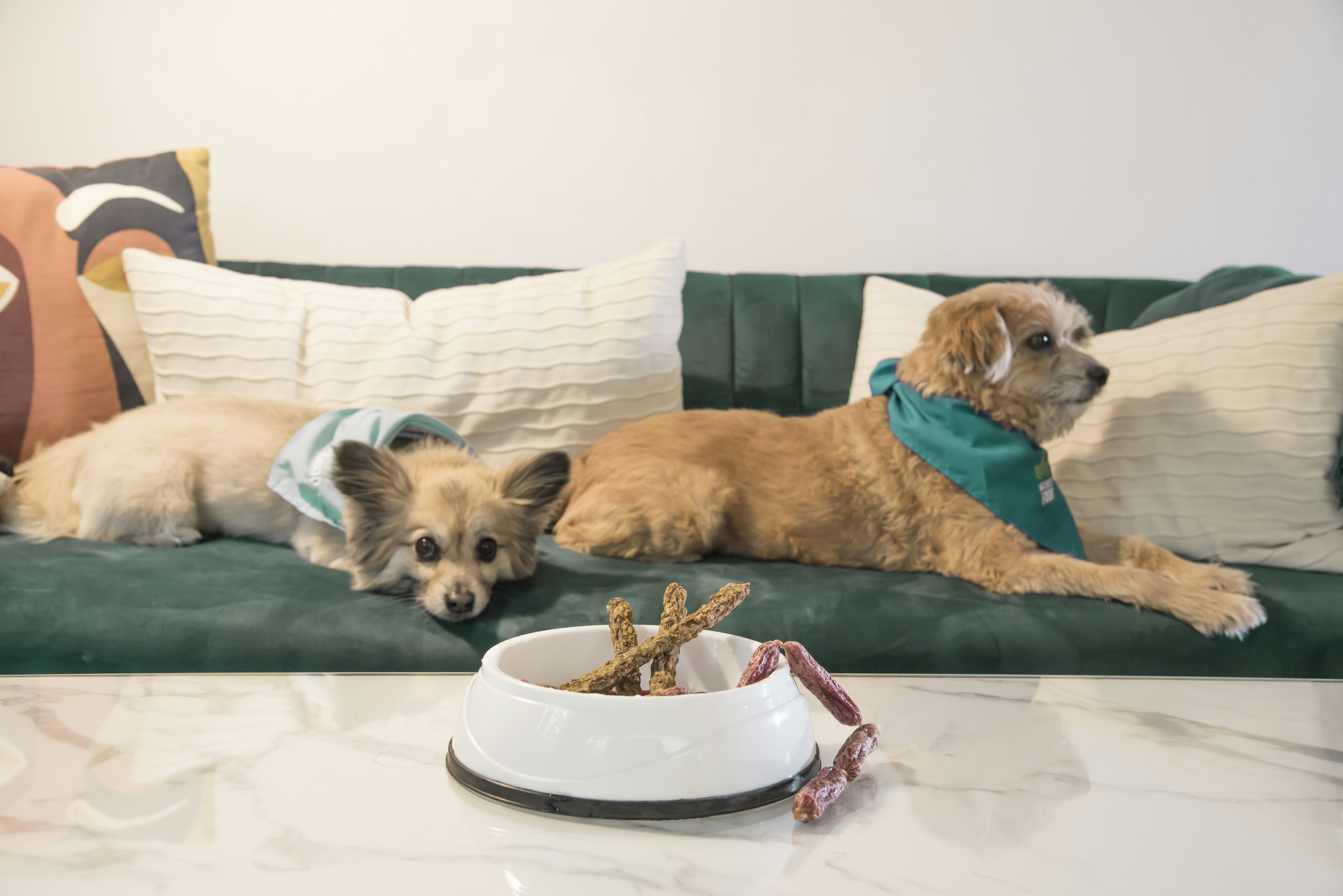 a group of dogs lying on a couch