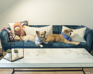 dogs lying on a couch