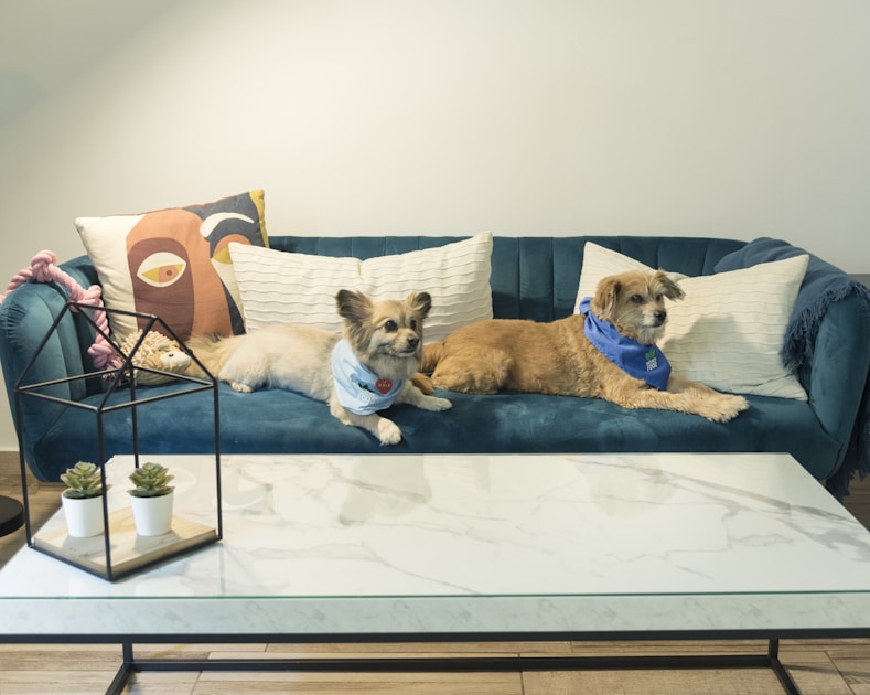 Welpe stubenrein bekommen anleitung — step-by-step visual example