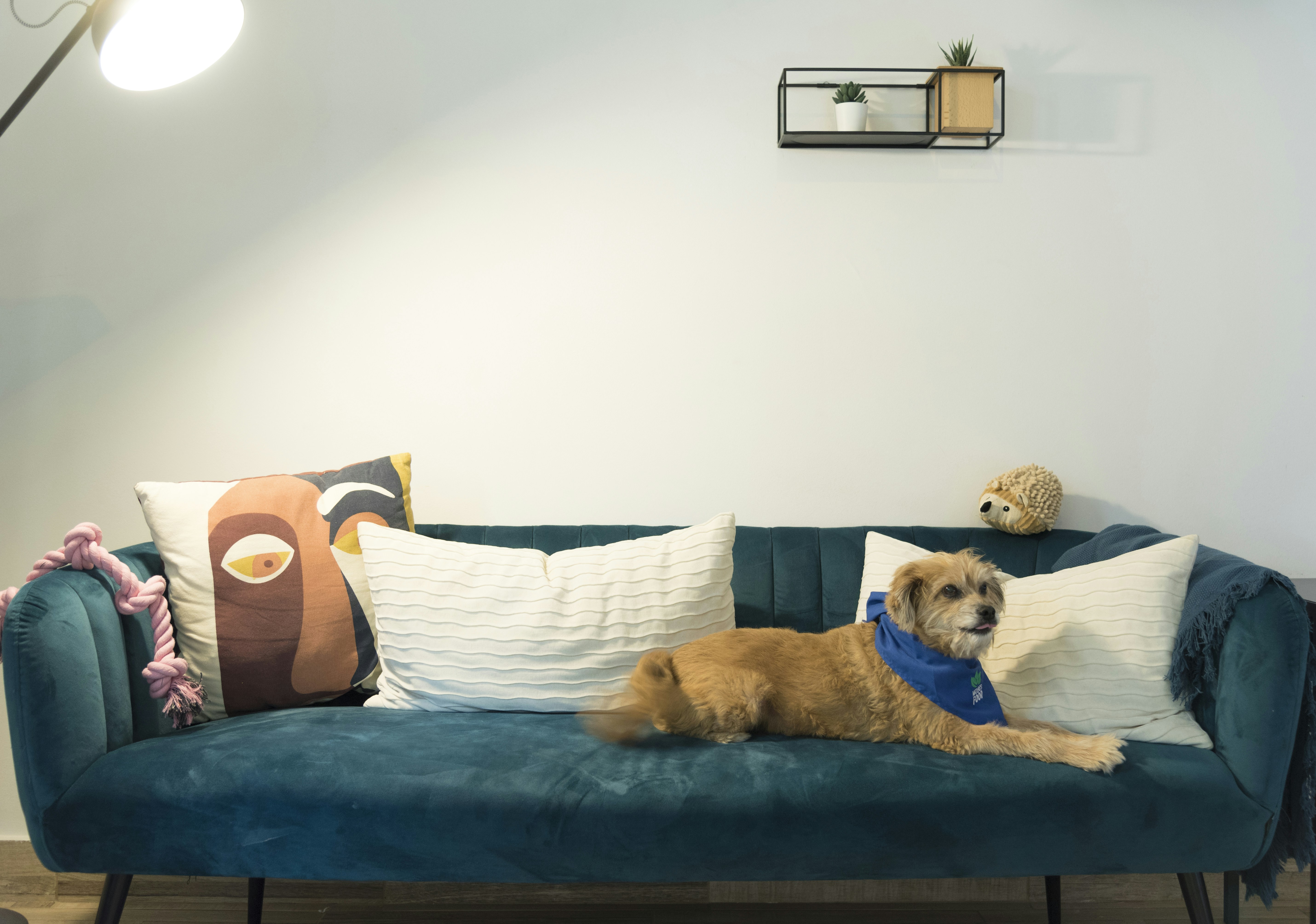 5 Simple Home Mods for Aging Dog Comfort