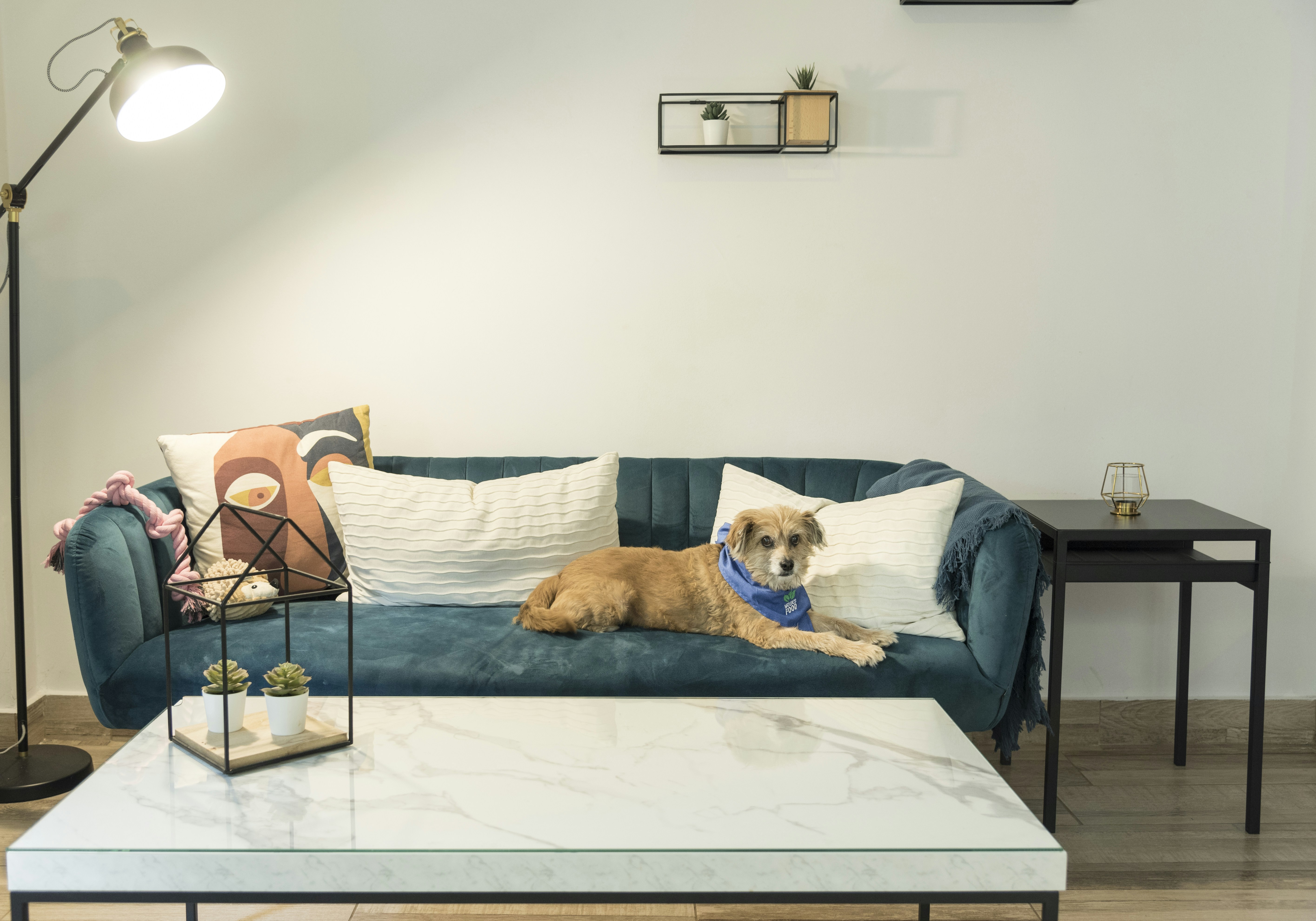stylish, pet-friendly apartment living room - pet friendly Detroit