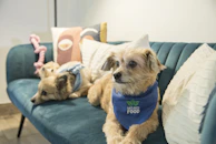 Two dogs in matching handmade bandanas from Colitas Chic, posing side by side on colorful tiles.