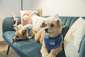 Two small dogs dressed in vibrant patterned bandanas posing together on a rustic wooden bench
