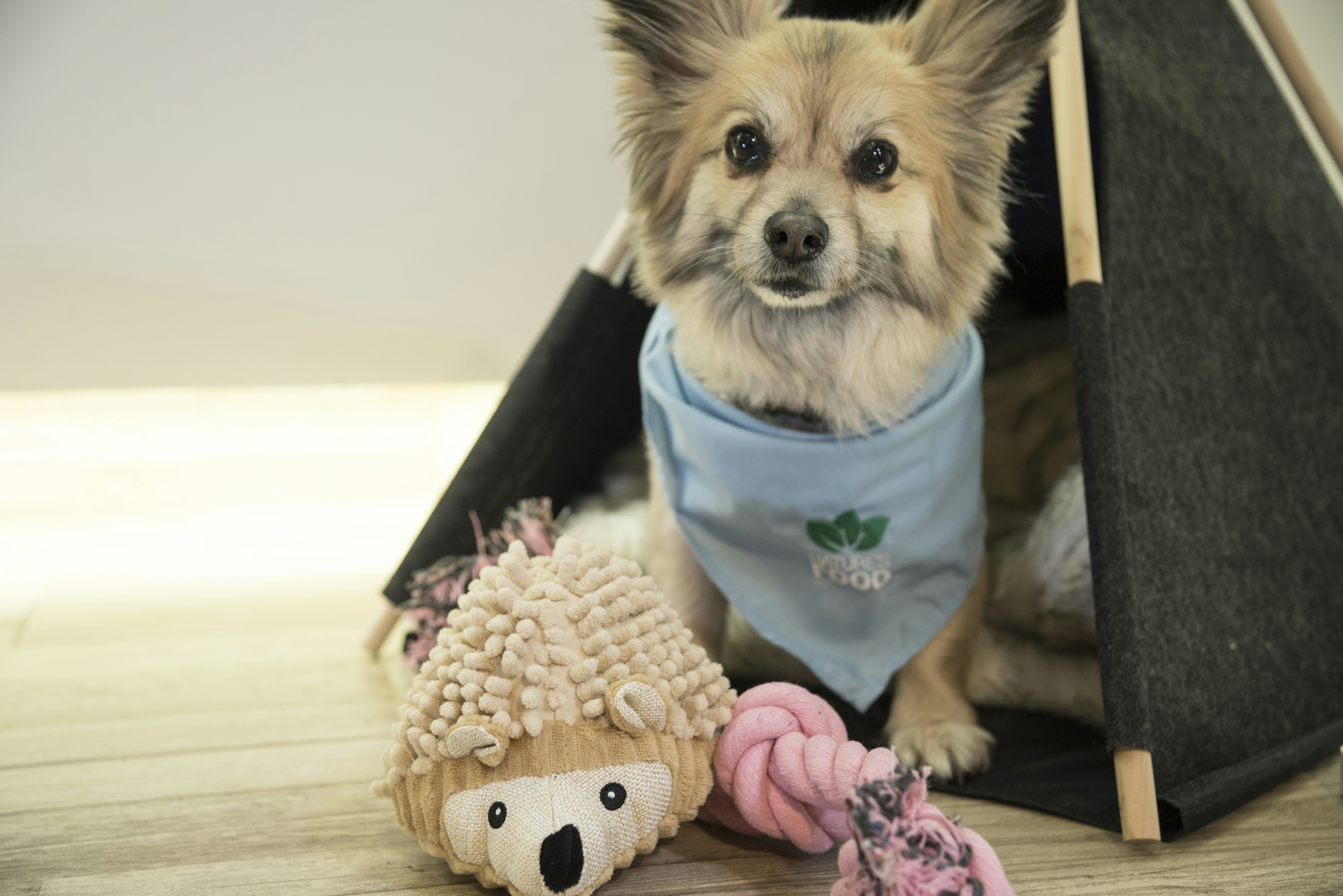 a dog wearing a shirt
