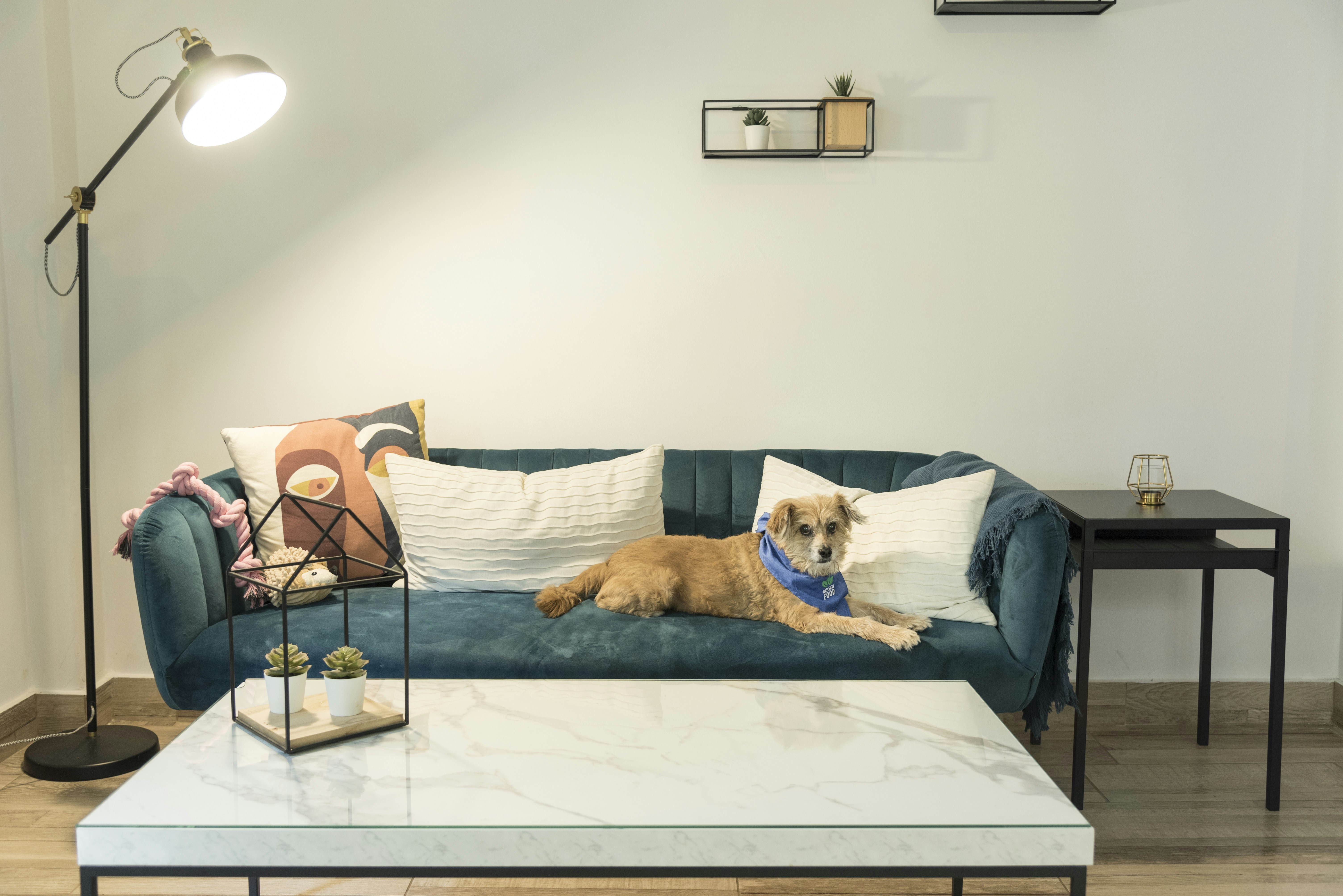 modern apartment complex with dog park and pet washing station - apartment for rent pet friendly