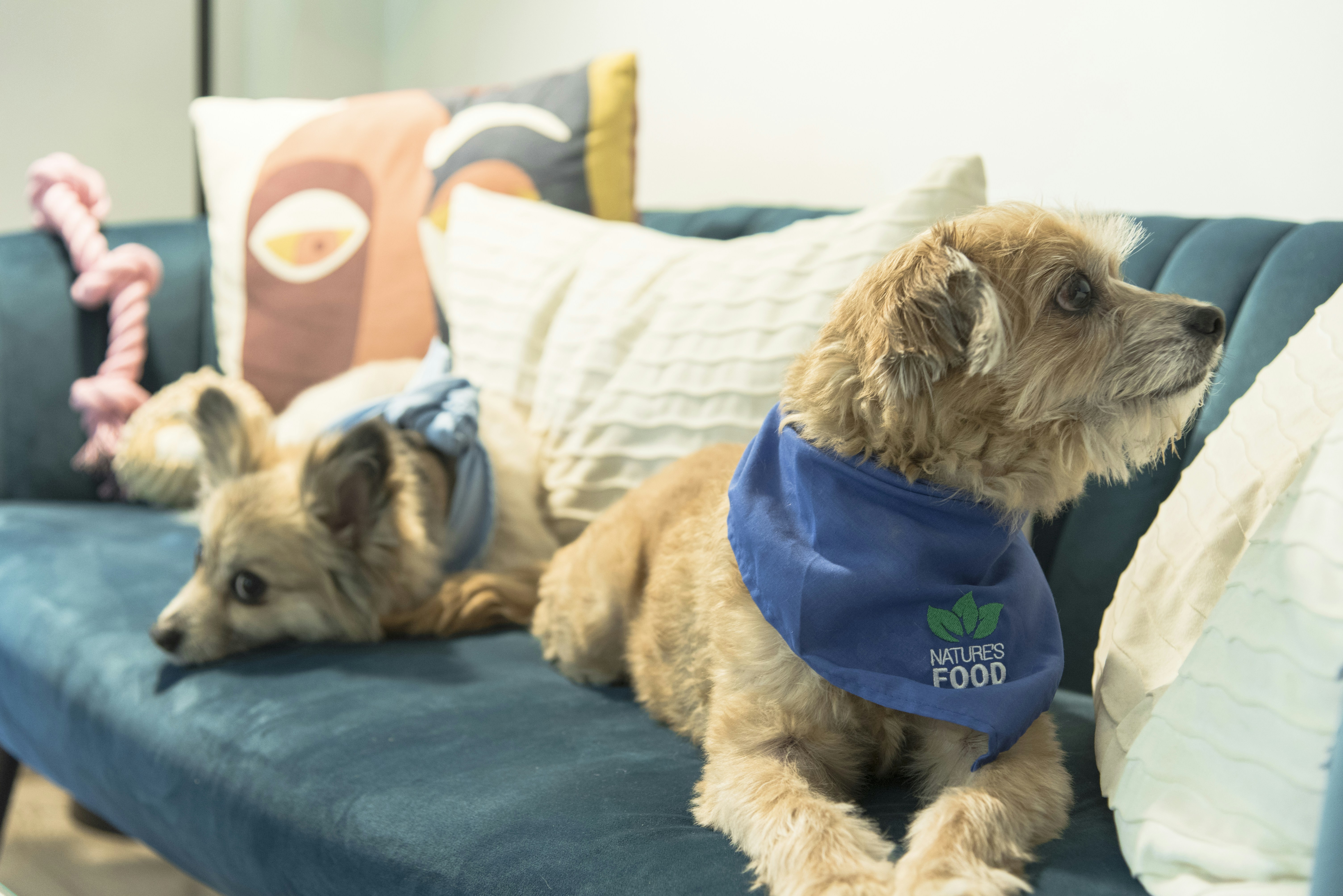 dog stimulation toys