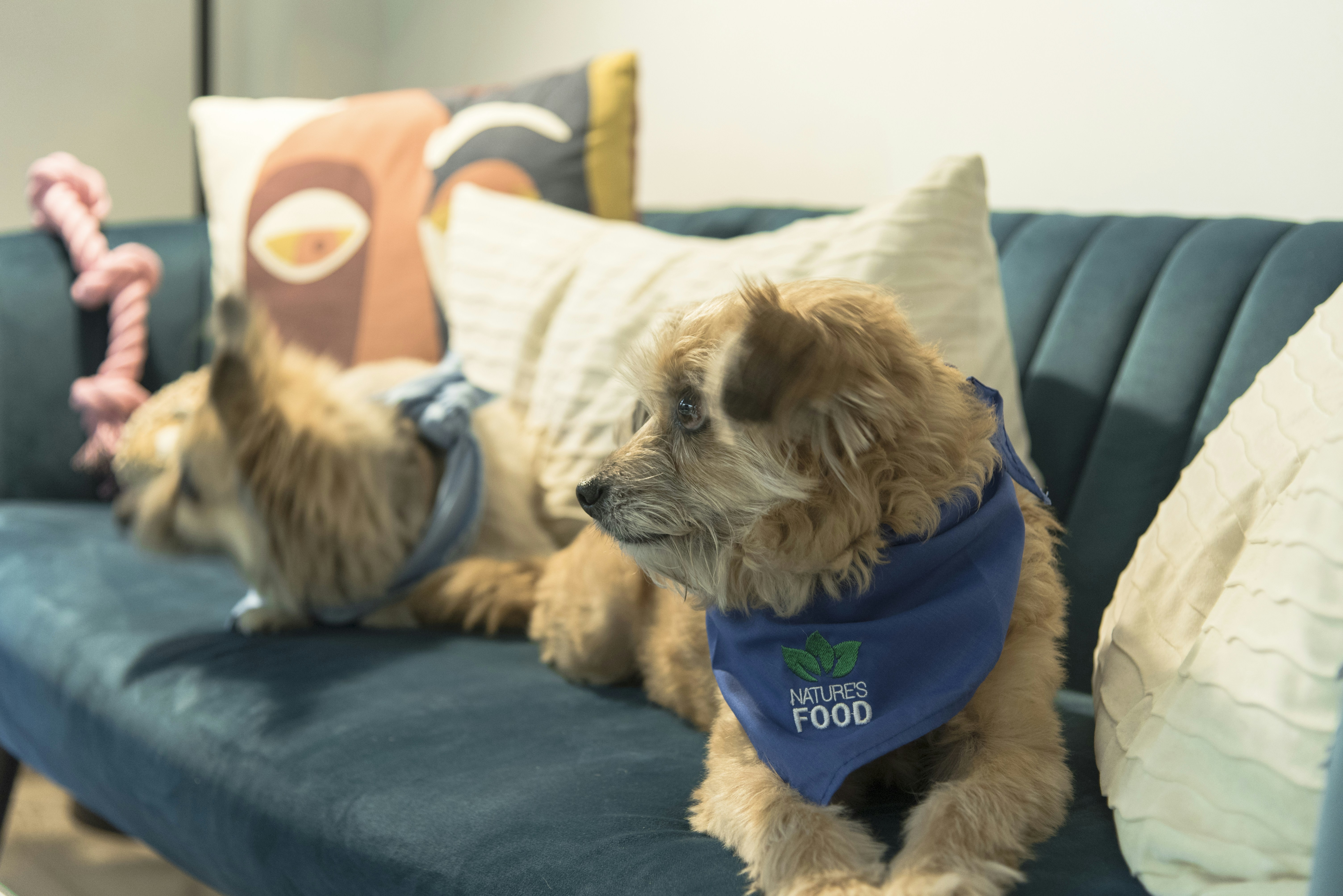 a dog and a cat on a couch