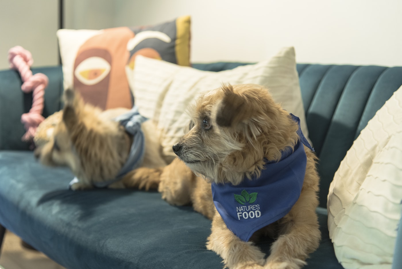 Hund und Katze liegen auf einem Sofa