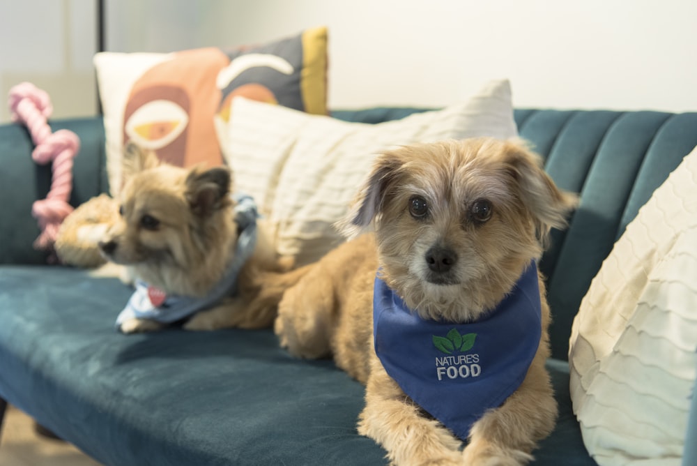 a couple of dogs on a couch