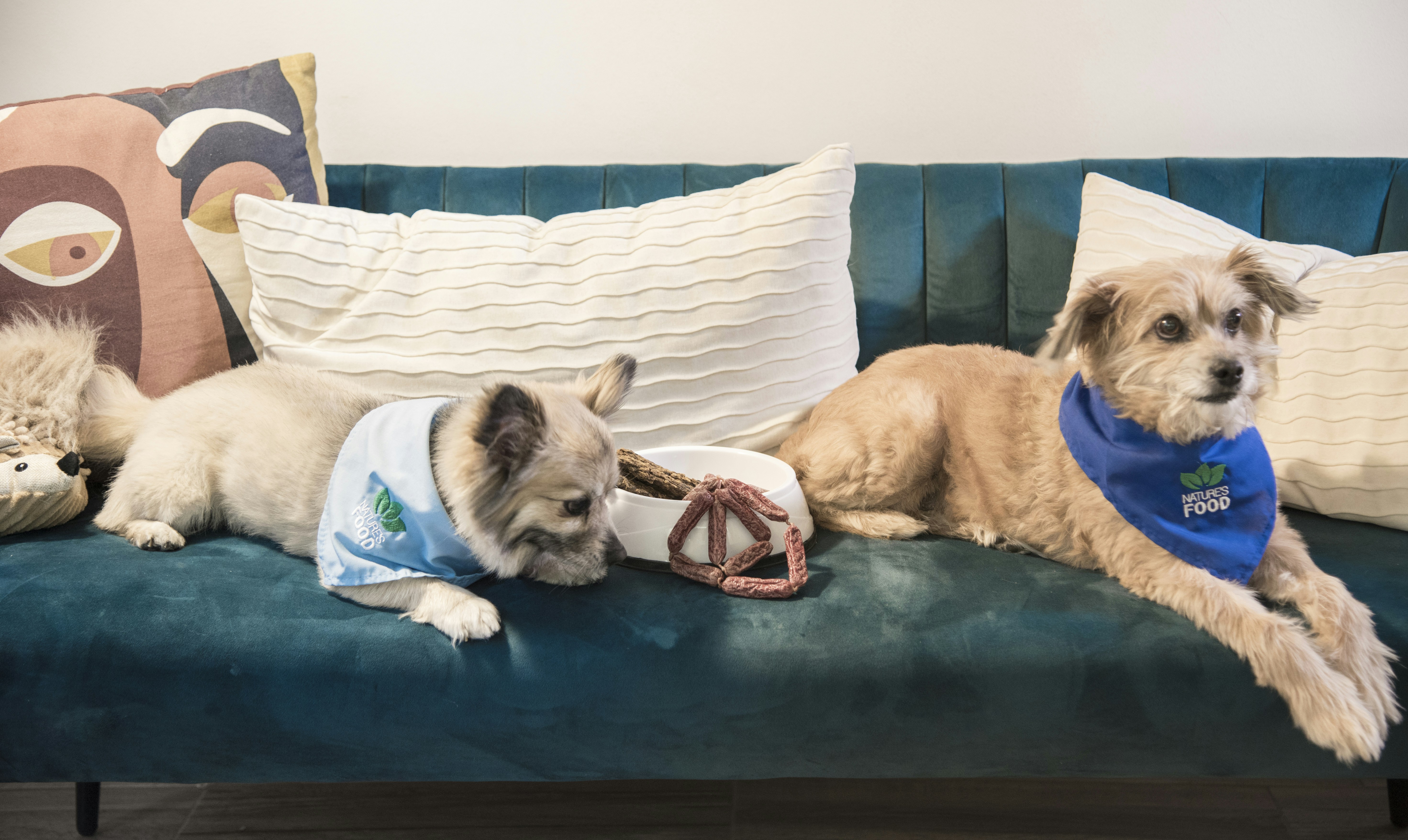 a dog and a cat lying on a couch