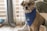 A small, fluffy dog is sitting indoors on a hardwood floor. It is wearing a blue bandana with the words 'NATURE'S FOOD' printed on it, accompanied by a leaf logo. The dog is looking directly at the camera. In the background, there are sheer curtains allowing light to filter in, and part of a person's leg with a patch resembling the American flag is visible.