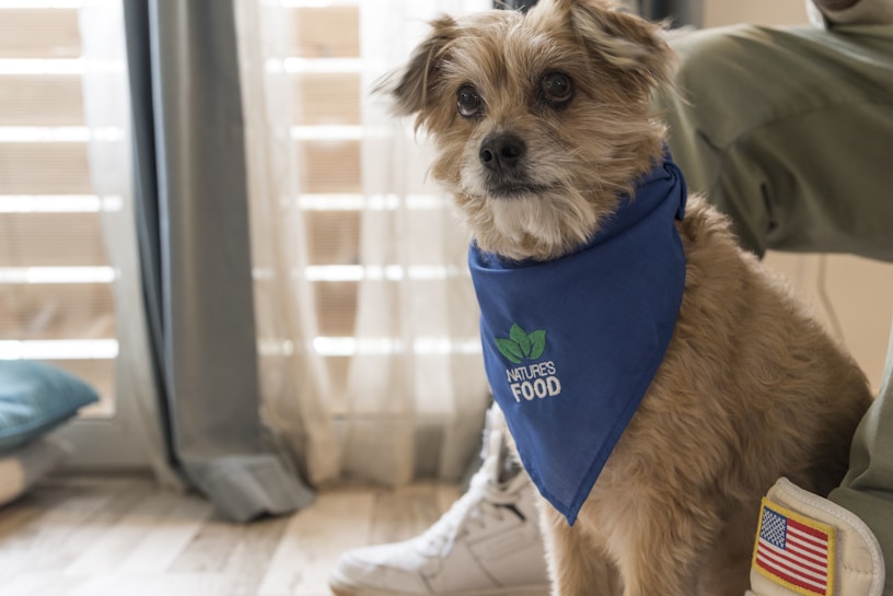 A small, fluffy dog is sitting indoors on a hardwood floor. It is wearing a blue bandana with the words 'NATURE'S FOOD' printed on it, accompanied by a leaf logo. The dog is looking directly at the camera. In the background, there are sheer curtains allowing light to filter in, and part of a person's leg with a patch resembling the American flag is visible.