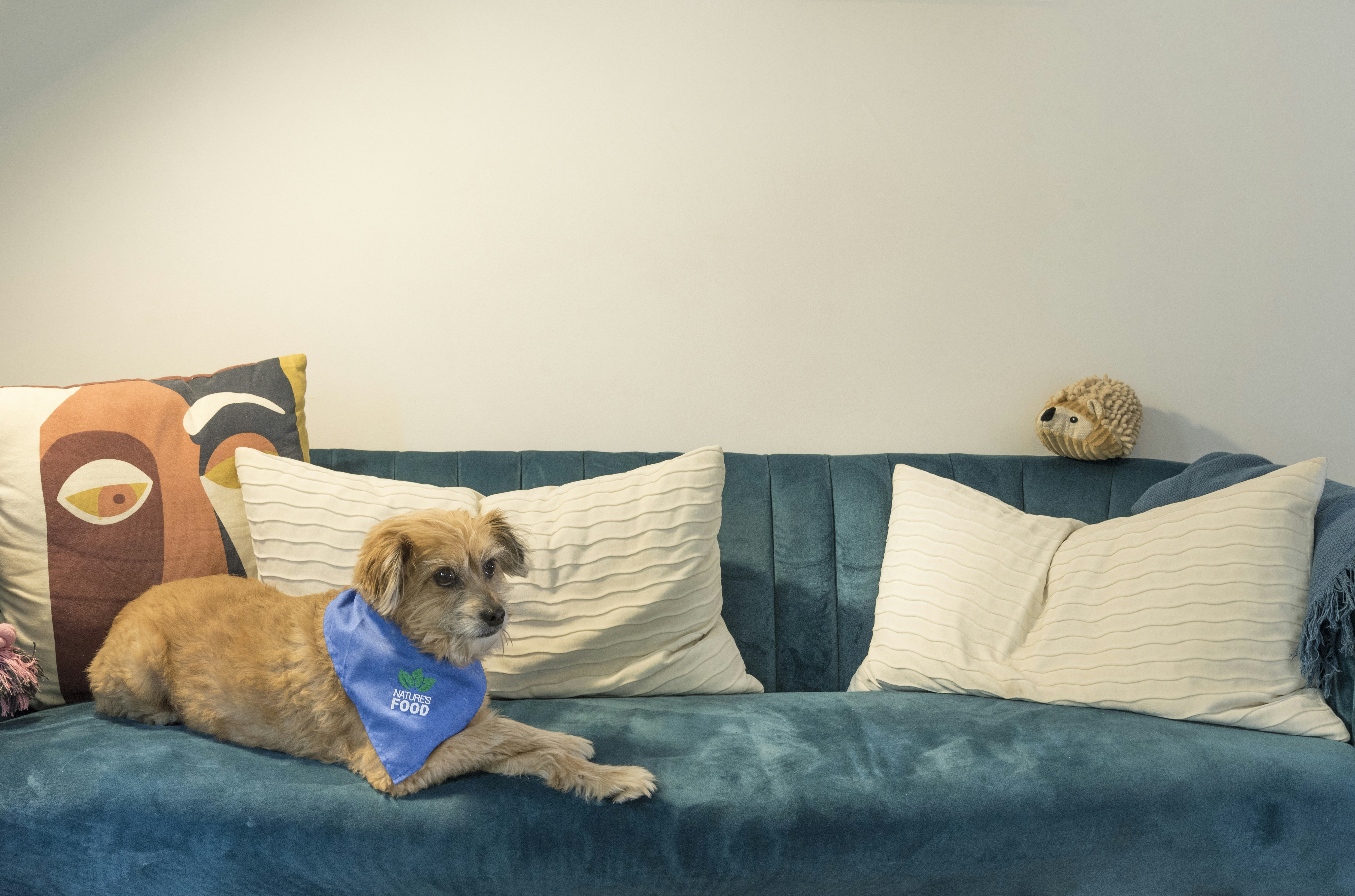 a dog lying on a bed