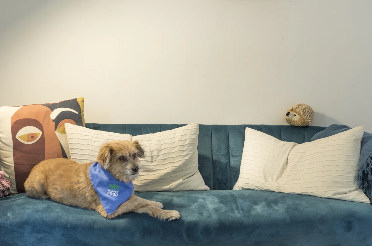 Consolidate Lead Follow-Up for Veterinary Clinics in 2026