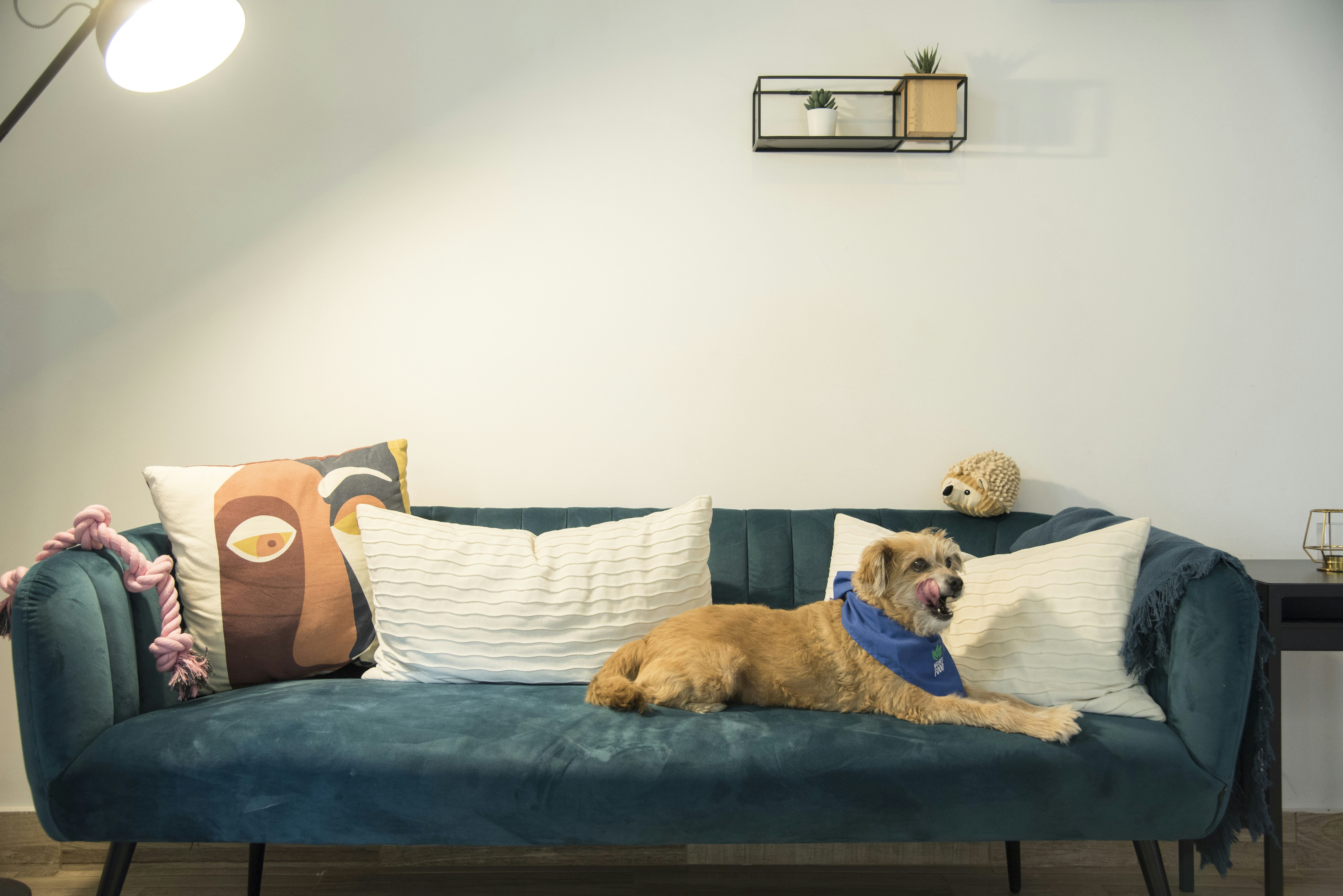 An older beagle carefully walking up a gentle, non-slip ramp leading to a cozy couch.