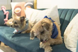 Two small dogs sitting side by side, both dressed in matching handmade scarves.